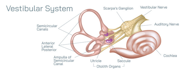 Human ear anatomy vector illustration. The vestibular system, in vertebrates, is a sensory system that creates the sense of balance and spatial orientation for the purpose of coordinating movement.