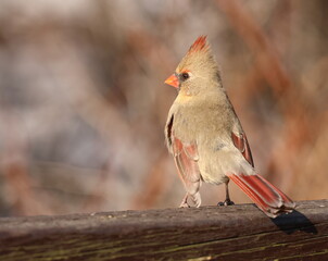 femelle cardinal dans son environnement naturel