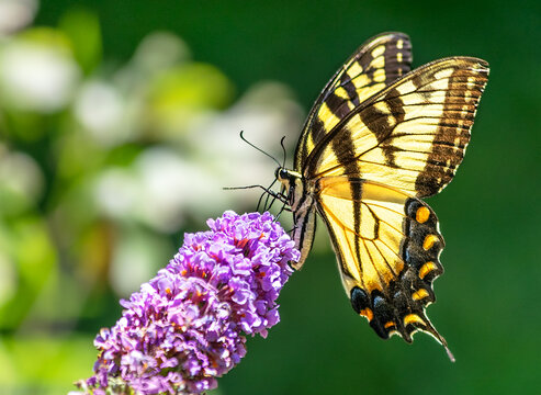 Ventral view of a  yellow eastern tiger swallowtail butterfly feeding on nectar from the tip of a purple butterfly bush flower with out of focus background