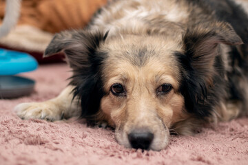 Gray shaggy dog at home, closeup portrait