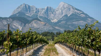 Scenic vineyard landscape with grapevines aligned and mountainous background for text placement