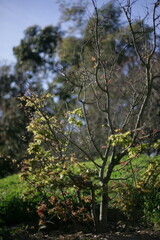 Arbres dans le parc