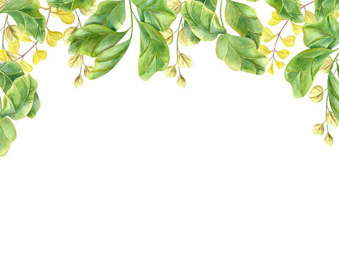 Horizontal frame with green plants. Houseplant, fiddle leaf fig. Meadow herbs. Huge green leaf branches. Watercolor illustration isolated on white background. Copy space for text