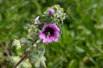 Fleurs de cotes bretonnes