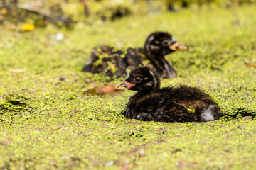 Zwergtaucher ( Tachybaptus ruficollis) Jungvogel
