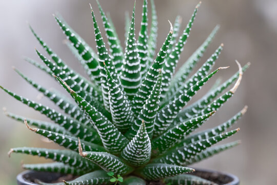 Green stem of haworthia fasciata in glasshouse close-up. Pattern zebra succulent plants cactus of family asphodeloideae in greenhouse. Rosette houseplant aloe with triangular leaves and white strips.