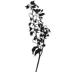 Borage officinalis plant, vector illustration taken from a herbarium. Adobe Illustrator Artwork - 759981822