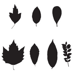 Image of leaves, vector illustration from a herbarium. Adobe Illustrator Artwork - 759981877