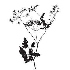 Chervil plant, vector illustration from a herbarium. Adobe Illustrator Artwork - 759981878