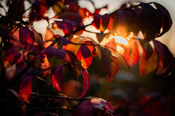 Indian Summer