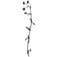 Bastard chamomile plant, vector illustration from a herbarium. Adobe Illustrator Artwork - 759982024