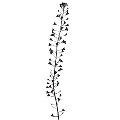 Shepherd's purse plant, vector illustration from a herbarium. Adobe Illustrator Artwork