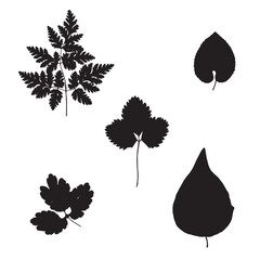 Image of leaves, vector illustration from a herbarium. Adobe Illustrator Artwork - 759982049