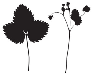 Strawberry plant, vector illustration from a herbarium. Adobe Illustrator Artwork