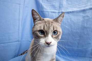 Gray cat with blue eyes portrait on blue background