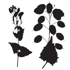 Lunaria plant, vector illustration taken from a herbarium. Adobe Illustrator Artwork