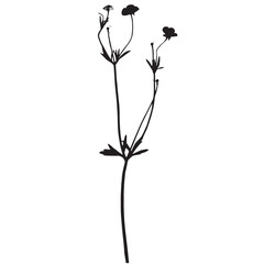 Ranunculus plant, vector illustration from a herbarium. Adobe Illustrator Artwork