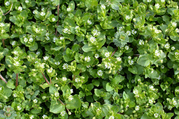 In the spring, Stellaria media grows in nature