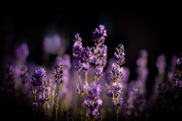 Lavendel Close Up