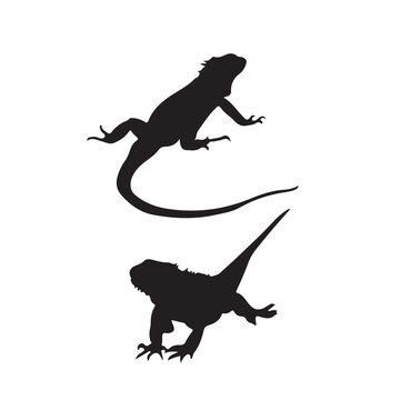 Chameleon lizard silhouette. Chameleon vector illustration. lizard art work.