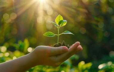 Seedling in Hand with Sunlight and Forest in Background.  Earth Day, Sustainability Concept