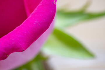 Beautiful pink rose flower macro