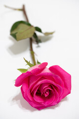 Beautiful pink rose flower macro
