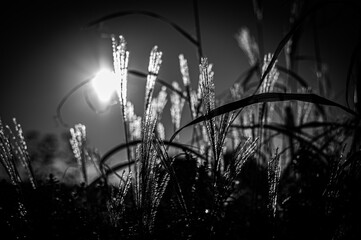 Gräser in der Sonne