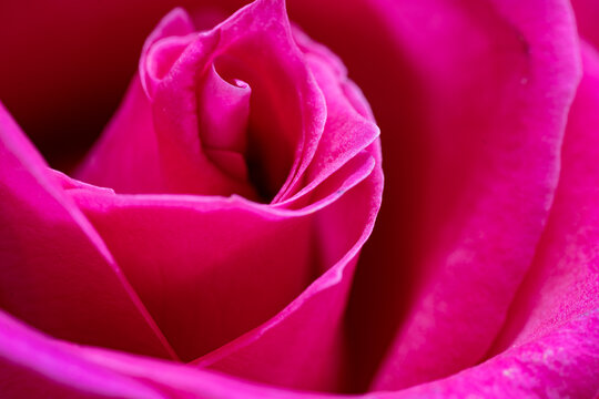 Beautiful pink rose flower macro