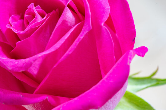 Beautiful pink rose flower macro