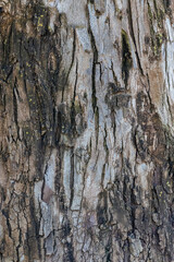 bark of a tree