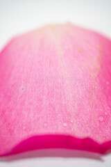 Beautiful pink rose flower macro