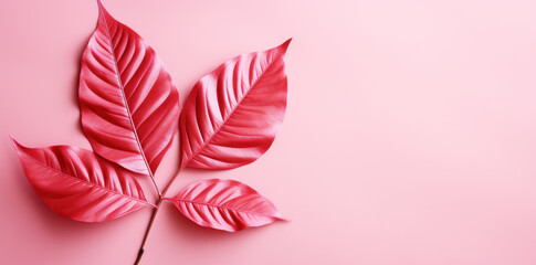 Pink color leaves on pink background