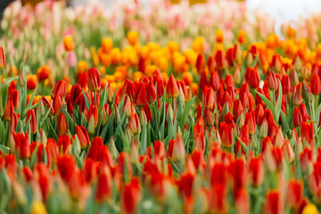 Vibrant Field of Red and Yellow Tulips in Bloom