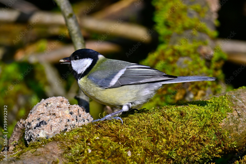 Sticker Kohlmeise // Great tit (Parus major)