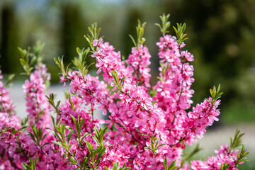 Fototapeta premium Pink flowers on a bush. Spring flowering. Pink blossom. Floral background. Prunus tenella. Amygdalus nana. Almond is decorative