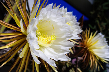 two flowers of the queen of the night. Flowers of the cactus plant. occur in the northern...