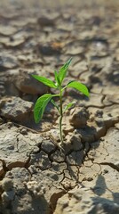 Resilient seedling defy the aridity of the soil, rising with determination amidst the parched earth. Seedling in testimony of life in adverse conditions.