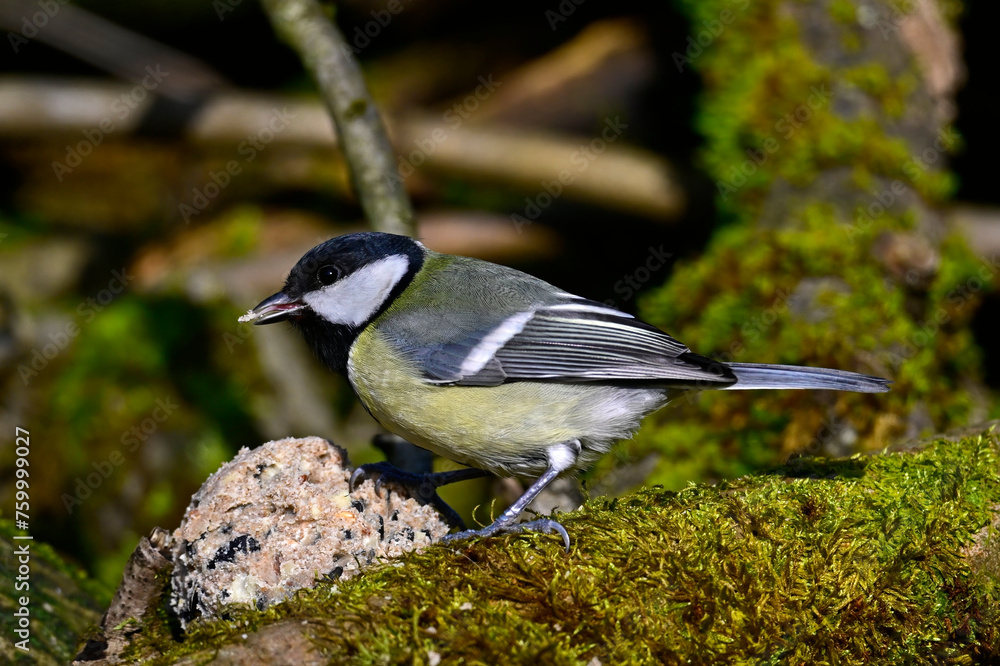 Wall mural Kohlmeise // Great tit (Parus major)