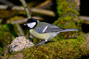 Kohlmeise // Great tit (Parus major)