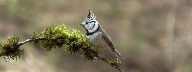 Crested Tit, Parus cristatus, Cincia Dal Ciuffo, Banner © Fotovideonaturaalpi