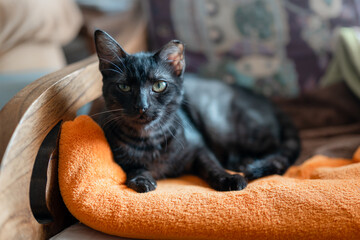 black cat with yellow eyes lying on an orange blanket