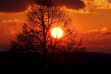 Abendhimmel mit Silhouette eines Baumes