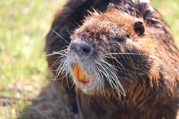 Nutria mit gelben Zähnen