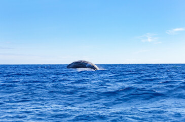 Fototapeta premium Jumping whale in the atlantic ocean, Sao Miguel Island, Azores, Portugal, Europe.