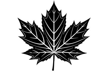 leaf vector illustration