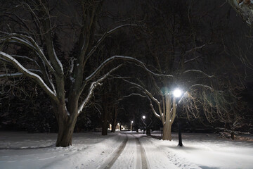 View of a park after a snowstorm at night