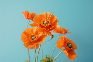 Fototapeta premium orange poppies in front of blue background (1)