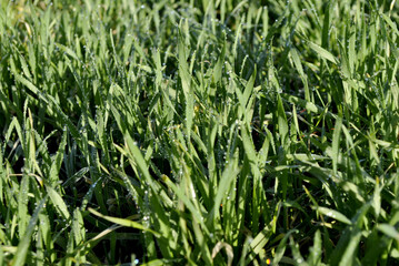 green grass background