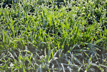 green grass with water drops